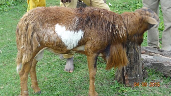 Marketing: Commercializing breeding animals Example breeding rams in Bonga