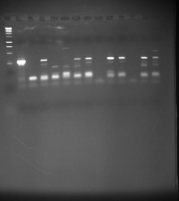 Gel photo using DNA from Dried