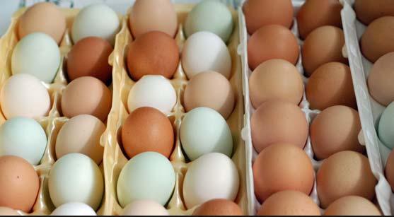 Selling Eggs Sold to the end consumer: No permit required No regulations Sold to someone who is not the end consumer (restaurant, grocery store): Regulated by Shell Egg Regulations (DNR) and Alaska