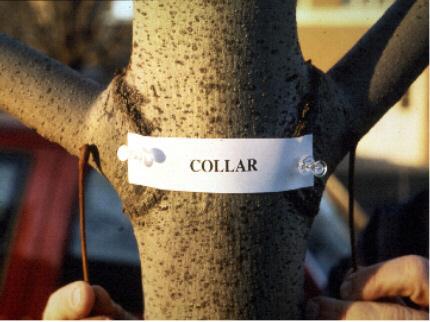 Branch bark collar (BBC) The branch bark collar contains critical wound defense and wound response organisms.