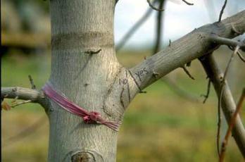 Quality of pruning cuts