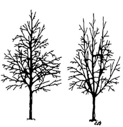 C, D: Remove any inward, downward or crossing branches The tree on the left has MUCH