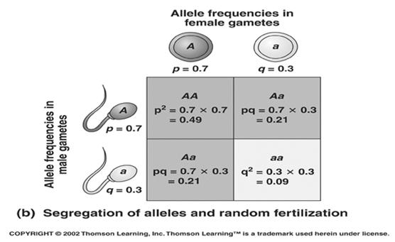 recessives disappear Allele frequencies change only when influenced by external factors Stability of