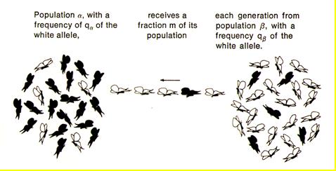 Gene Flow Lots of gene flow between populations results in...! Genetically similar populations Gene Flow Limited gene flow between populations results in.