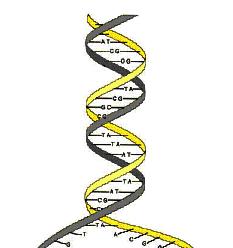 5-15 Replication Coalescence Figure 5.7. DNA replication and its time inverse, coalescence. that generation of ultimate coalescence.
