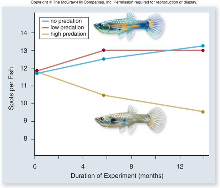 Experimental Studies The field experiment Removed guppies from below the waterfalls (high predation) Placed guppies in pools above the falls 10 generations later, transplanted populations evolved the