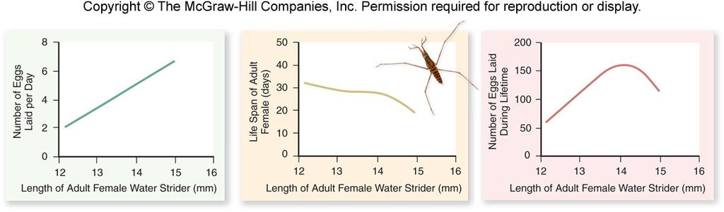 Fitness and its Measurement Body size and egg-laying in water striders 22 Interactions Among Evolutionary Forces Mutation and genetic drift may counter selection The magnitude of drift is inversely