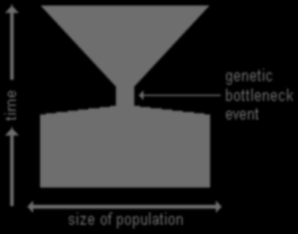 The bottleneck effect is caused by a severe reduction in population size due to natural disaster, predation, or habitat reduction. What is the Bottleneck Effect?
