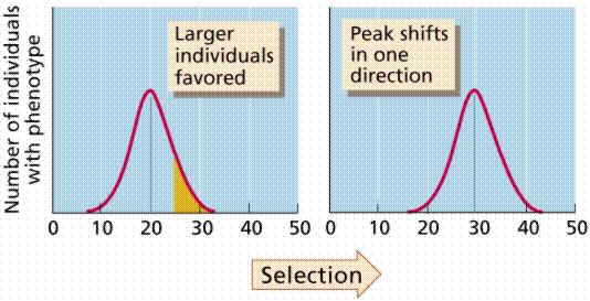 What is directional selection? Directional selection occurs when one phenotype is favored strongly over another. The distribution of the allele in a population will shift toward this phenotype.