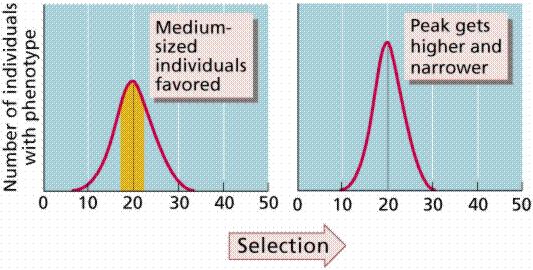 What is stabilizing selection? Stabilizing selection favors what is average instead of the extremes. The distribution curve is very narrow.
