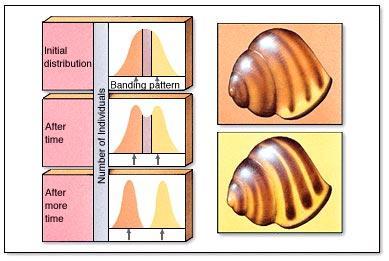 What is disruptive evolution? Snails are a great example of disruptive evolution.
