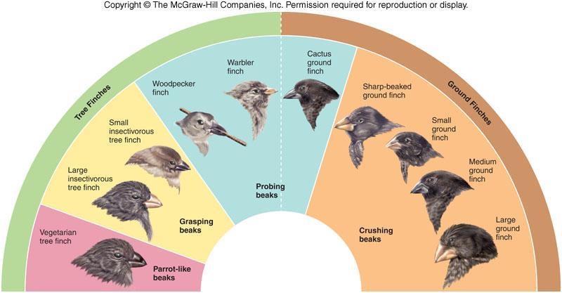 What is adaptive radiation? Adaptive radiation involves the evolution of several new species from an ancestral species.