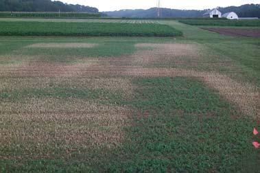 before first harvest Plot area infected with weed