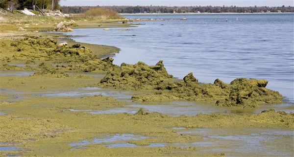 Algal Mats on Lake Michigan Beaches Discourage beach use Clog power plant water