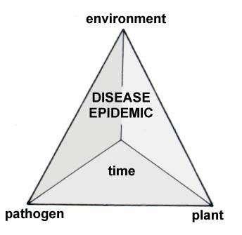 Disease Pyramid Factors needed to result in yield loss due to disease PEST 1. Pathogen influenced by field history, location, etc. 2.