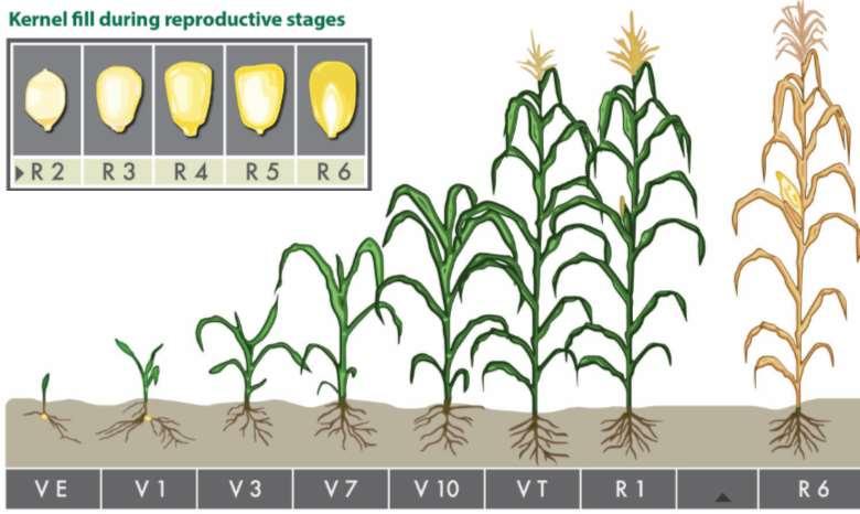 Corn Growth Stages Image from aganytime.