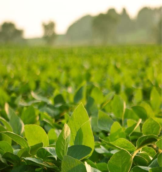 U.S. Soy: Sustainability & Trade Brent