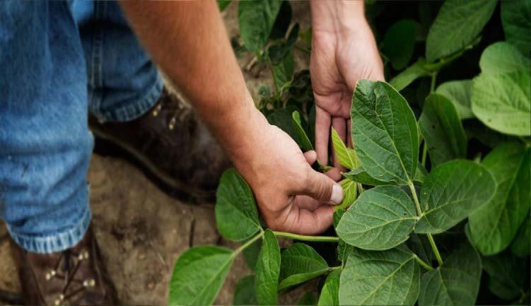 U.S. Soybean Sustainability Assurance Protocol (SSAP) NEVEDI first to endorse in 2015 Positive benchmark against the FEFAC Soy Sourcing Guidelines Meets Consumer Goods Forum soy verification
