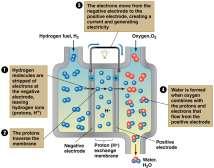 The ocean stores thermal energy A hydrogen economy Each day, tropical oceans absorb solar radiation equal to the heat content of 250 billion barrels of oil Ocean thermal energy conversion (OTEC):