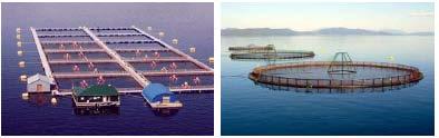 At present, sea cage farming of marine fish is the dominant production platform Near Shore vs.