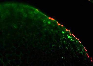 periosteum Fgf18 Gfp:Cre/td