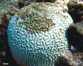 called coral bleaching, in which zooxanthellae algae living within corals die. Without the algae, coral cannot survive.