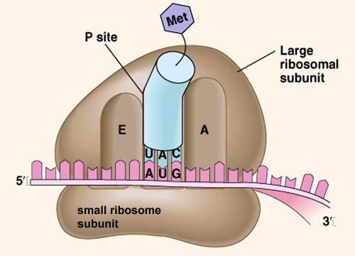 nucleus and to the ribosome Ribosome structure Consist of a large ribosome unit and a small ribosome Translation 1. The large and small ribosome units come together and attach to mrn 2.