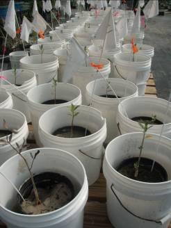 Salinity Level Experiment 2 seedling age classes 12-month old 24-month old 5