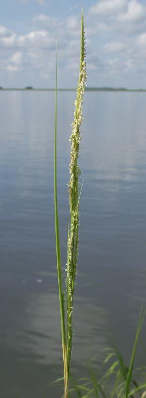 Louisiana Salt Marshes Spartina alterniflora