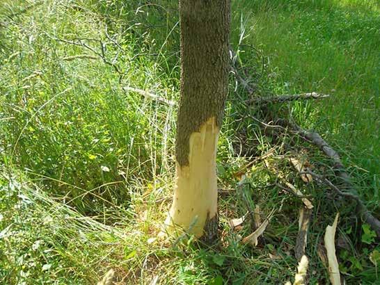 Beech Bark Disease (BBD) In 2013, seven permanent plots (three in the north, three in central New Jersey, and one in the south) were established in cooperation with the U.S.