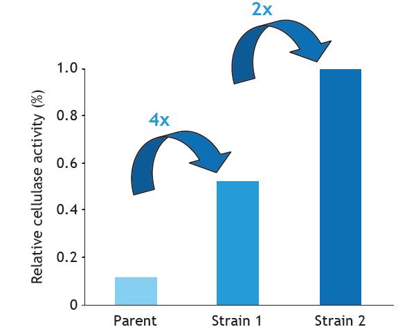 Successful enzyme cost reduction Strain improvement led to two new generations of enzyme production microorganisms: strain 1 & 2 8-fold improved strain