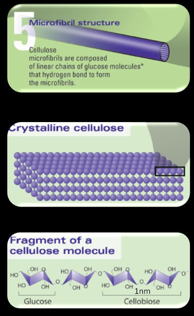 Figure 28: Plant Walls - Part 2 The molecular structure of cellulose is shown in Figure 28.
