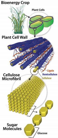 To make matters even more complicated, cellulose molecules are packed in tight crystalline forms and wrapped around with lignin and hemicellulose, which works to create plant cell walls.