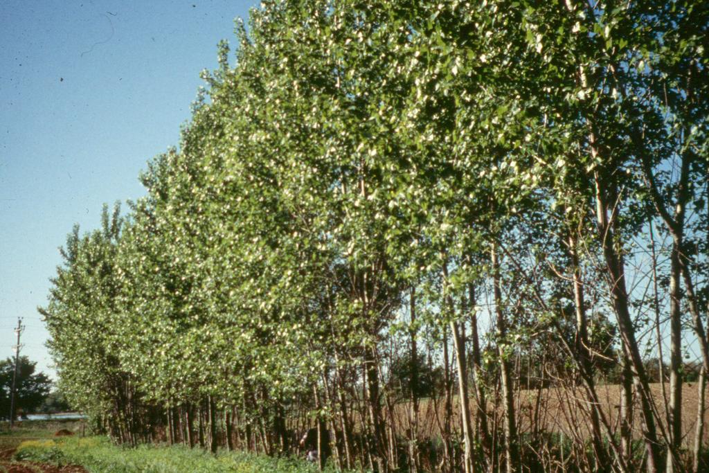 Dedicated energy crops like poplars, willow and southern pine