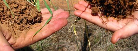 increased biological activity is consistent across the property. Examples of improved soil structure and moisture retention in treated versus untreated Barley crops.