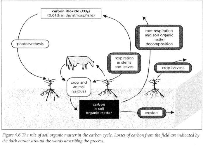 Natural Carbon Cycle Building Soils for