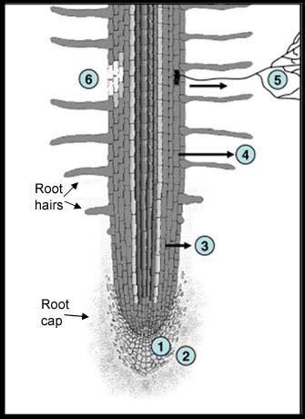 Rhizodeposition total nutrients and C coming from roots Sources of Rhizodeposition 1) Cap and boarder cells 2) Insoluble mucilage 3) Root exudates 4)