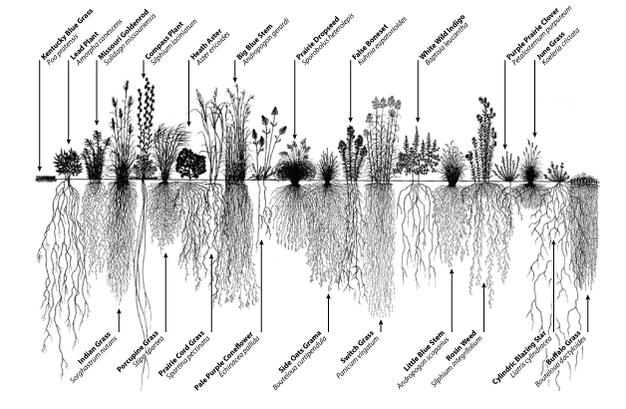 Root Diversity 2012 Nature Education 1995