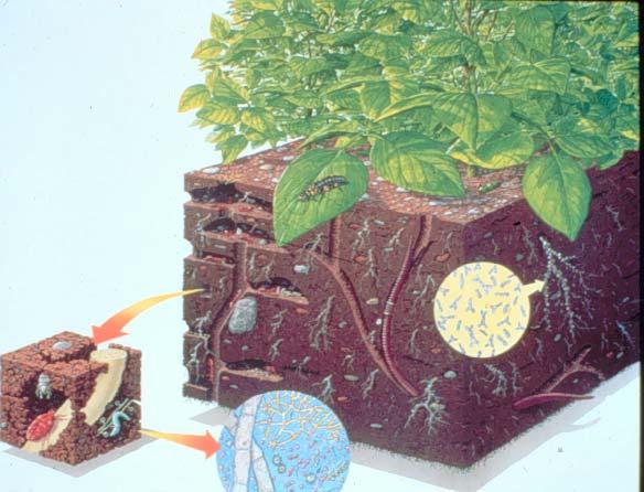 Soil Biology 1 gram of soil contains >1 million organisms They influence soil characteristics and plant health