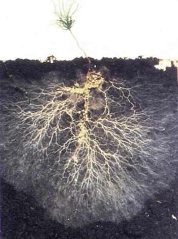 3) Phosphorus Assimilation Mycorrhizae Fungi/plant root symbioses Mutual benefit Plants nutrients, fungi sugar Improve ability to scavenge water and nutrients (~10x) Especially Phosphorus