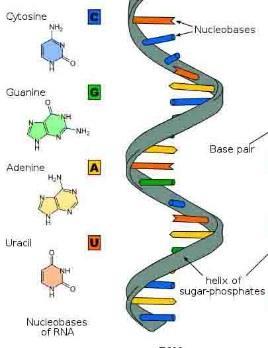 complimentary pairs of nucleotides are facing in opposite directions.