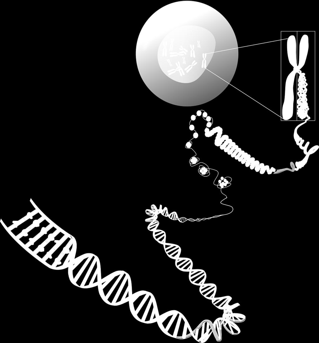 We ve all heard that, on a microscopic level, DNA s double helix looks like a twisted ladder. But what if you could see it with the naked eye?
