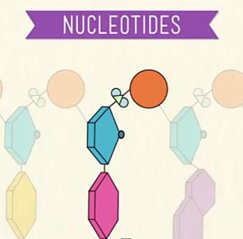 he Structure of DN DN is made of smaller pieces called nucleotides. Each nucleotide is made of three parts: a sugar, a phosphate, and a nitrogenous (nitrogen) base.
