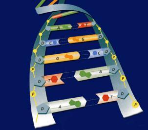In DNA, there are four possible nitrogenous bases: adenine (A), guanine (G), cytosine (C), and thymine (T).