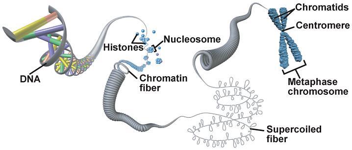 Chromosome Structure To fit into a cell, DNA coils around a group of beadlike proteins called histones.
