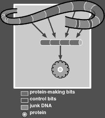 Genome 8 Does All DNA Code For Proteins? GENE: A set of DNA letters that has all the information required to make a protein.