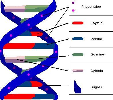 Nucleic Acids 3115 Let s keep this simple. When we talk about nucleic acids we are talking about either DNA or RNA.