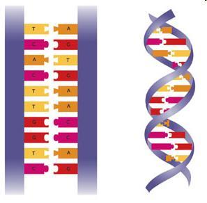 The Structure of DNA The DNA molecule looks like a ladder that has been twisted. This shape is called a DOUBLE HELIX.