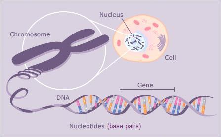 or protein; a specific sequence of bases Chromosome: a single molecule of