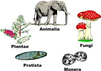 ALL organisms (animals, plants, fungi, protists, and bacteria) have DNA made out of the same components Sugar-phosphate backbone The 4 nitrogenous bases (A, C, G, and T) There are only two
